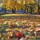 팝스잉글리시 이미지