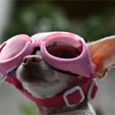 ACE동물병원 이미지