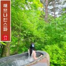 제천 포레스트 리솜 해브나인 스톤스파 숲속 수영장 예약 가격 할인
