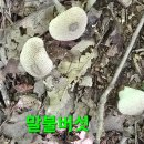 백두대간 골 3곳과 낙엽송 목청습격단도리 답사산행.127 (능이 1개만) 이미지