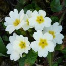 오늘의탄생화-(3월26일) 🌸 흰앵초(Primrose) 이미지