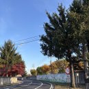 용산기지 옛 미군장교숙소(현 용산공원) | 용산 미군기지 공원 주차, 산책, 단풍, 가는 법 다덜 주목 !