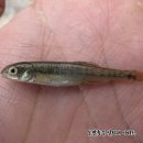 (주)모래무지 이미지