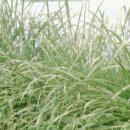 줄풀의 효능 및 부작용 이미지