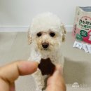 아모스팜 | 강아지영양제 슬개골탈구에 아모스팜 견수무강 더 콜라겐