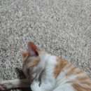 윤그루밍 이미지