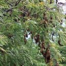 타마린드 이미지