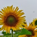 청보리 농장 이미지