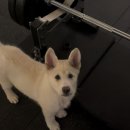 지니 pt샵 이미지