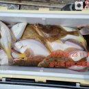 울진참가자미 이미지