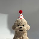 댕글로리 이미지