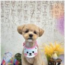 메리몰펫샵 이미지