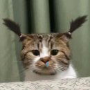 영화달글 빙니또 후기😻😻 이미지