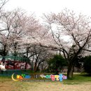 [전북 군산 김제 전주] 전군가도 벚꽃길, 월명공원, 은파, 백구, 송광사 이미지