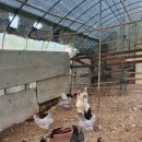 숲속의하얀집 이미지