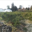 신효동-10 이미지