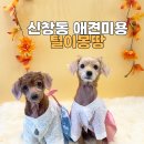 보람애견미용 | 신창동 애견미용 후기 – 노을 &amp; 만두의 피부 스파 케어