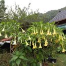 천사의소리 이미지