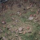 구룡천2 이미지