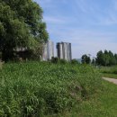 보강천 미루나무숲 이미지