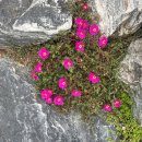 궁평항로 이미지