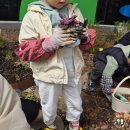 고양어린이박물관 식목일 프로그램 후기| 4살 아이, 텃밭에 식물 심기