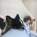 온리유 펫살롱 네이버블로그