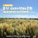 정관 강변공원 건너편 | "벌써 가을이야?" 부산 대저생태공원 팜파스 실시간 상황 P4 주차장까지