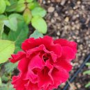 강가의 아침 민박 이미지