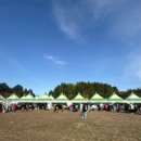 희망의 꽃밭에서 | 인천 무료로 즐기는 지역축제 드림파크 국화축제 다녀온 후기