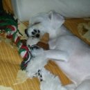 독스앤휴먼 이미지