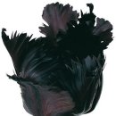 패럿 ( PARROT ) 이미지