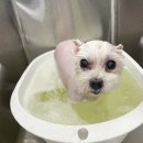 댕그리 펫 살롱 이미지