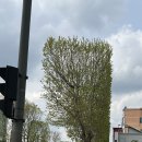 수원-0501 이미지