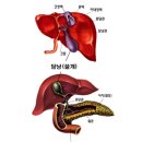 ☞쓸개(담낭)의 기능과 중요성 이미지