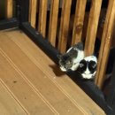 스테이 하루비 춘일 이미지