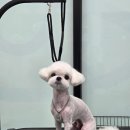 소중한 댕 네이버블로그