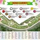 장미반점 이미지