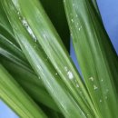 수경반점 | 아레카야자 수경재배 1년 후기 (줄기 반점, 깍지벌레)