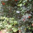 상록수농장 이미지