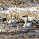 고니(Tundra swan) 이미지