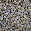 몽롱한 노을 펜션 | 경기도애견동반펜션 몽롱한노을 펜션 실내데이트