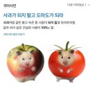 도마도 네이버블로그