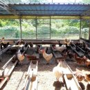 목욕농장 이미지