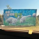 울산 북구 양떼 목장 ! 5살 3살 아이랑 가기 좋아요! 먹이주기 체험 및 정보 후기