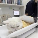 다산 봄 동물병원 이미지