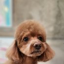 지니펫 애견미용실 이미지