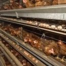 가금농장 이미지