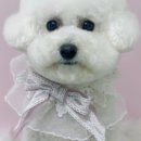 뽀송뽀송강아지미용실 이미지