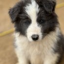 폼스하우스 이미지